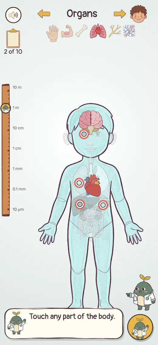 Body layers