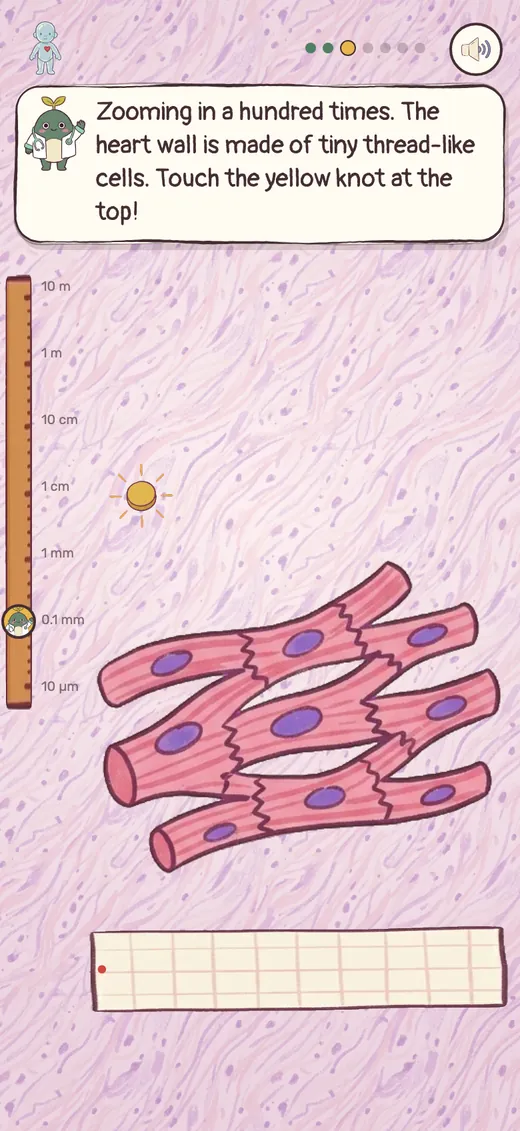 Heart cells