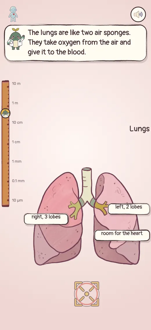 Lungs