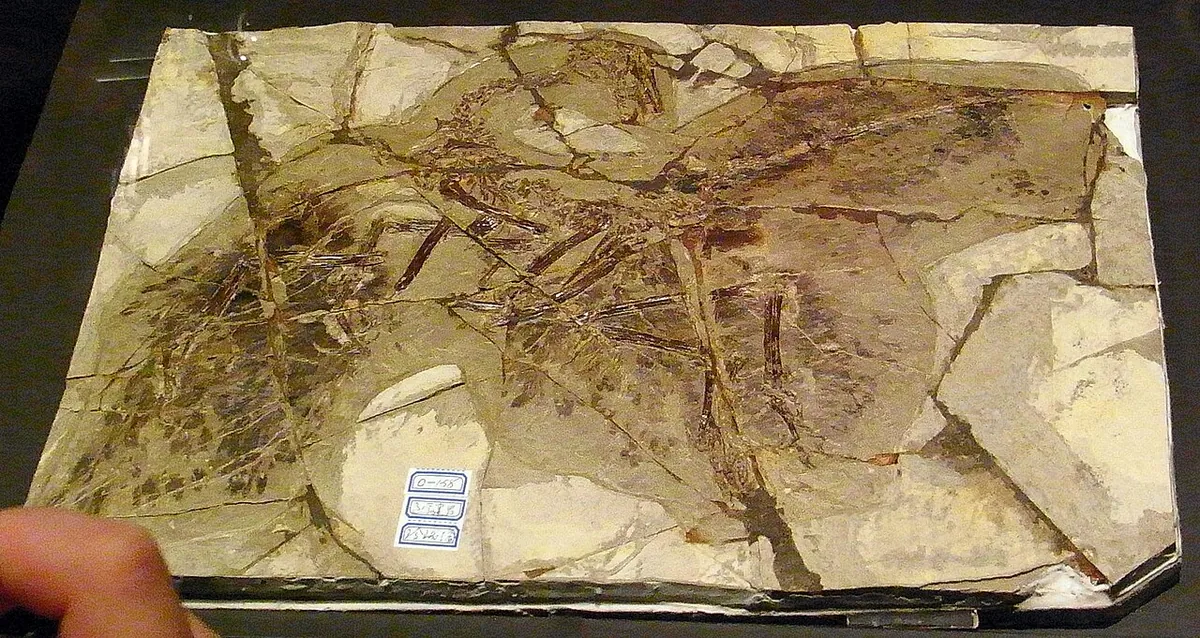 Fossil of Anchiornis with feather imprints on a stone slab