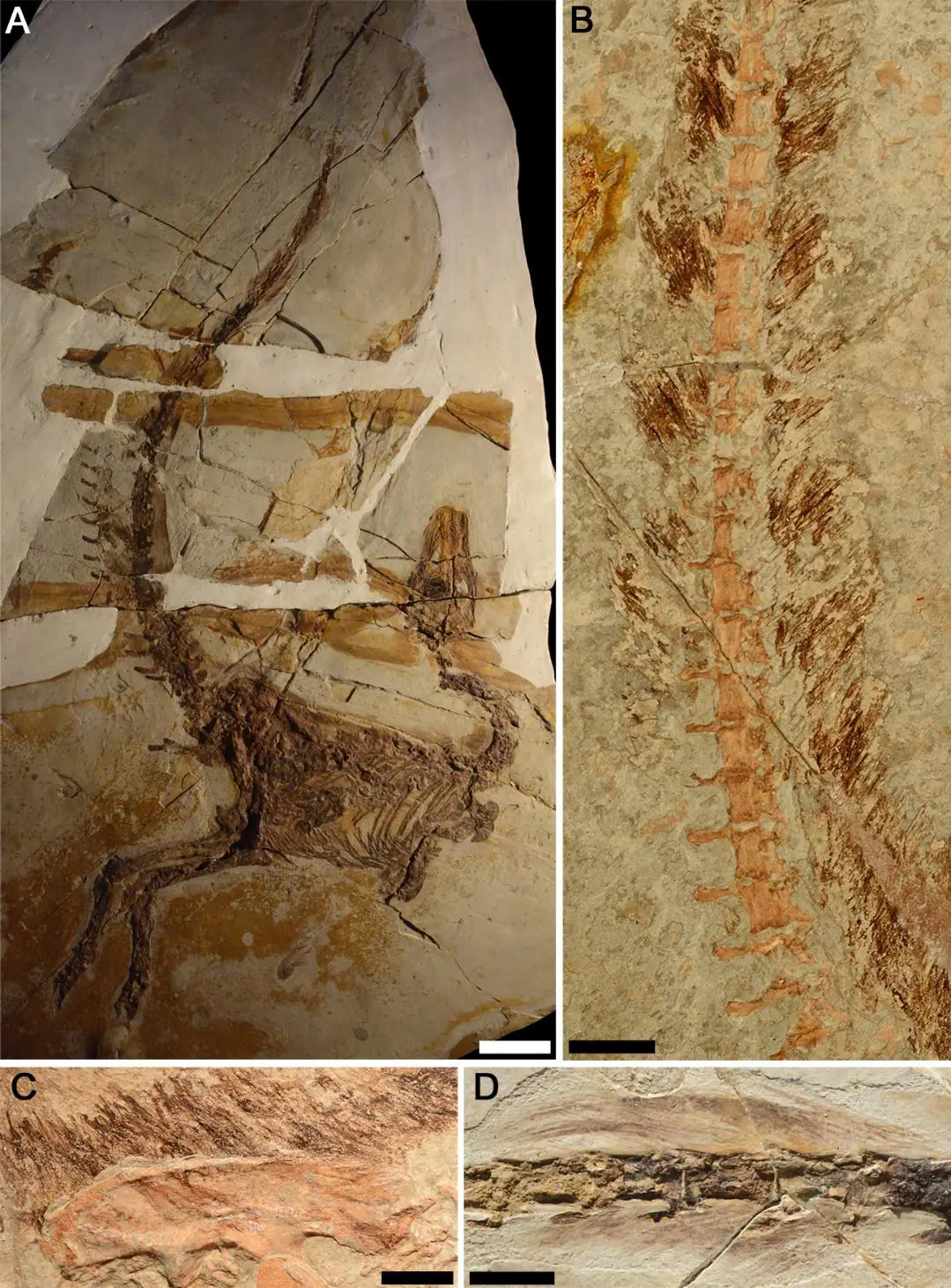 Sinosauropteryx fossils showing dark feathers on the back and stripes on the tail