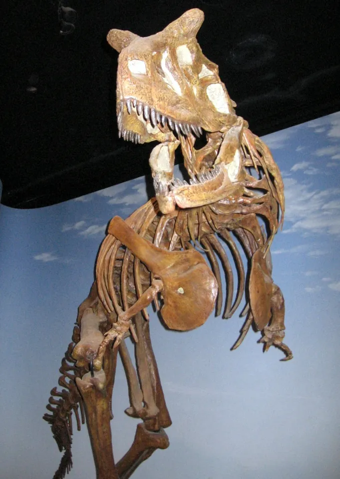 Carnotaurus skeleton with tiny front arms