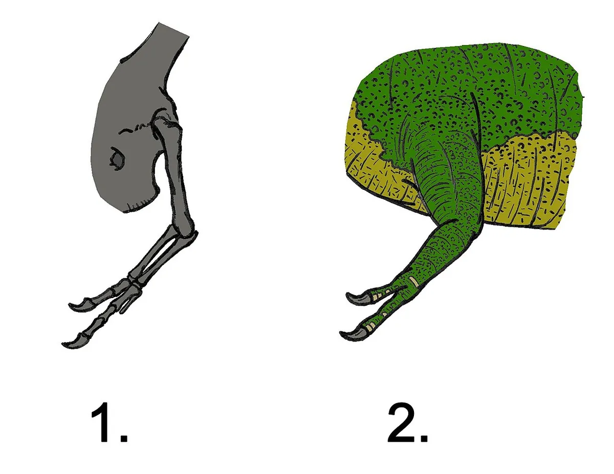 Diagram of a T. rex arm showing bones and muscles