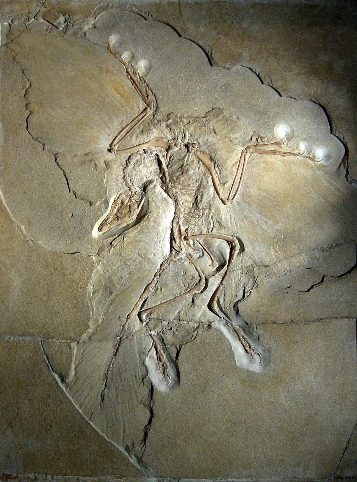 The fossil of Archaeopteryx with feather prints on its wings and tail
