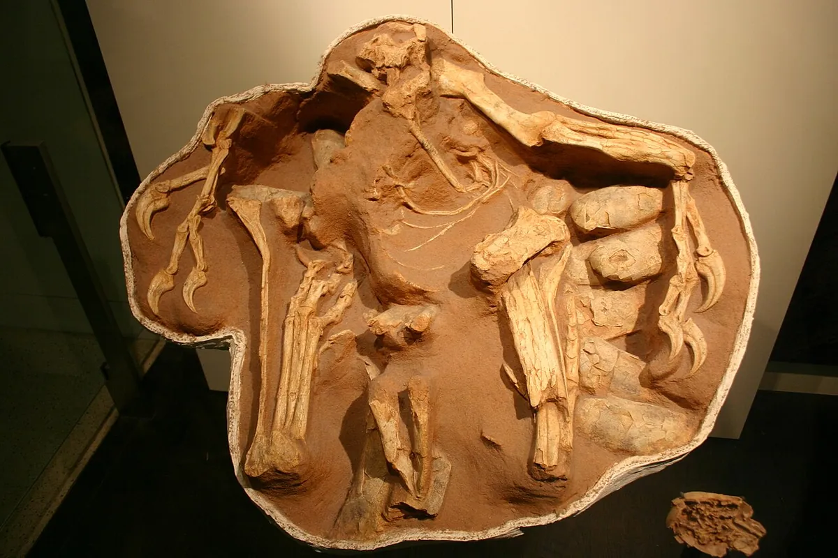 A fossil Citipati sitting on its nest of eggs