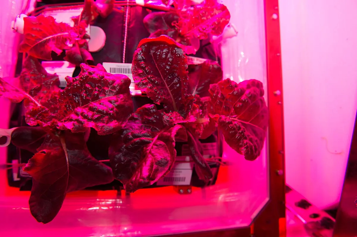 Red lettuce grown in a space garden on the ISS