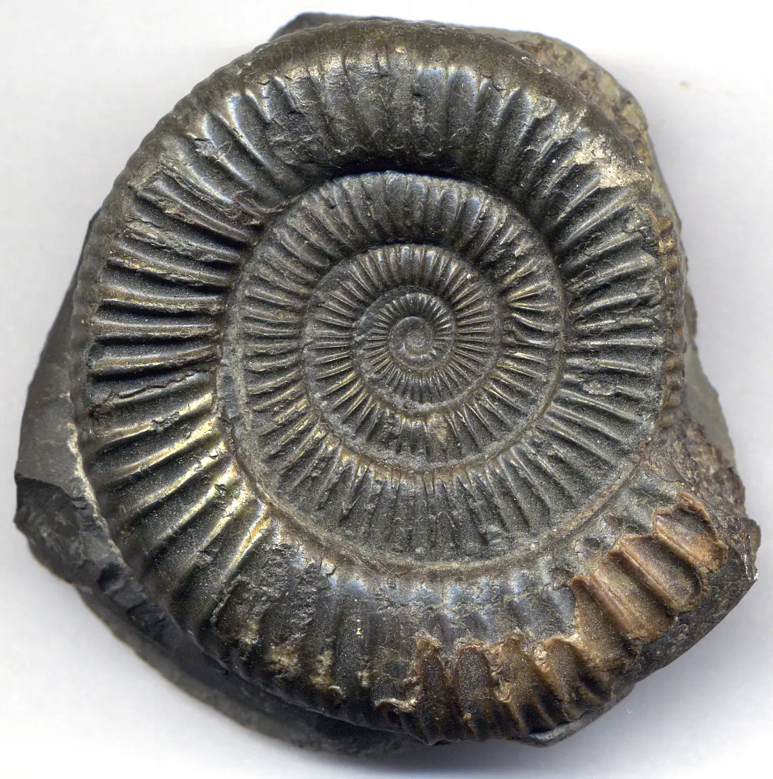 A fossil ammonite, a sea animal with a coiled shell, found in Yorkshire