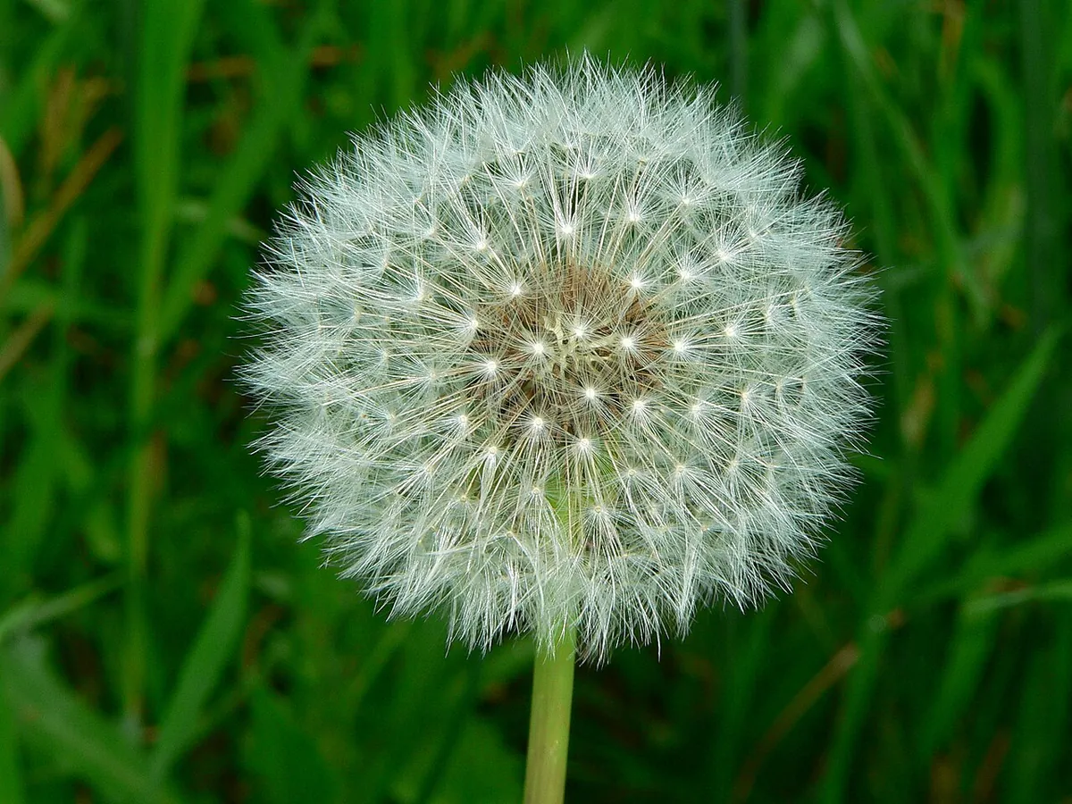 A fluffy dandelion seed head