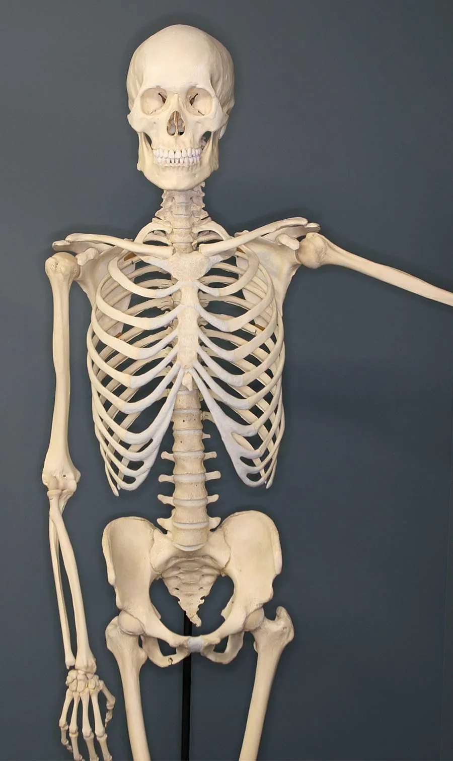 A human skeleton on display in a museum of osteology